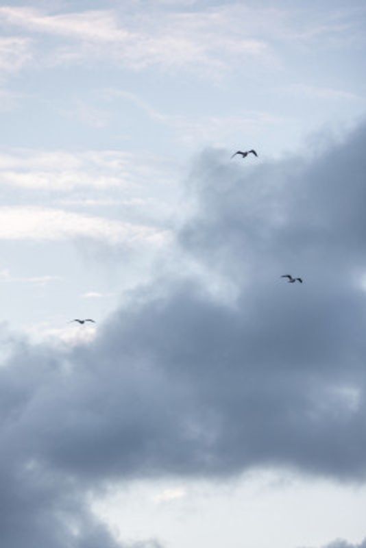 Flying High 11