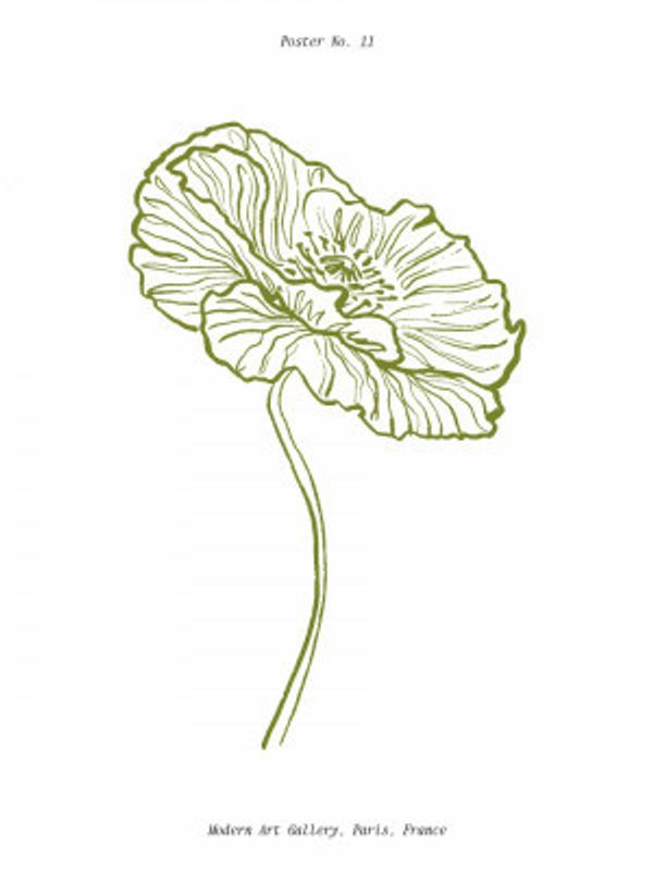 Pale Poppy Sketch