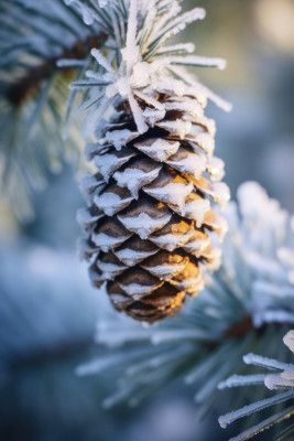 Frosty Pinecone Burst