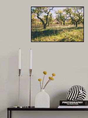 Almond Grove Bathes In Sunlight