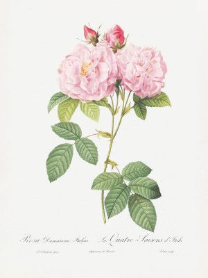 Rosa Bifera Officinalis, Les Roses (1817–1824)