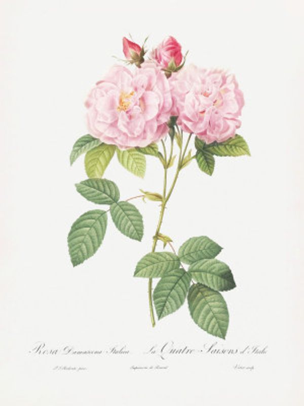 Rosa Bifera Officinalis, Les Roses (1817–1824)