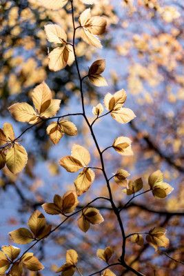 Golden Autumn Leaves