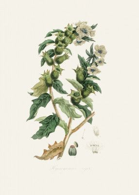 Henbane (hyoscyamus Niger) Medical Botany