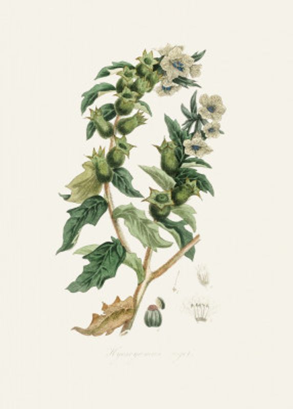 Henbane (hyoscyamus Niger) Medical Botany