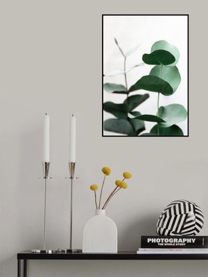 Eucalyptus 5 A1