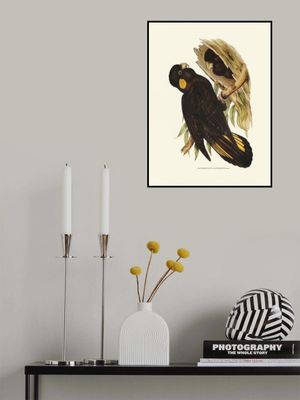 Yellow Eared Black Cockatoo