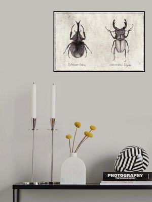 Xylotrupes Gideon Odontolabis Elegans