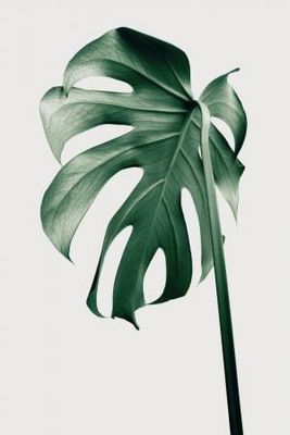 Monstera Natural 44