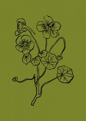 Delicate Lines of Nature