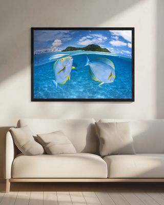 Dussumier's surgeonfish