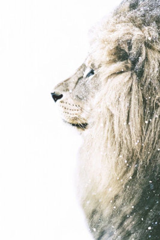 Lion In Snow