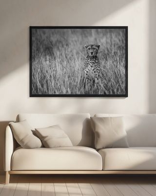 Cheetah