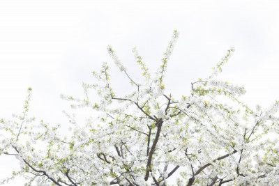 White Spring Tree 2