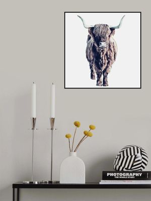 Highland Cattle Colin White