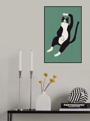 Black and white cat