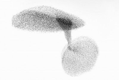 Starlings dance