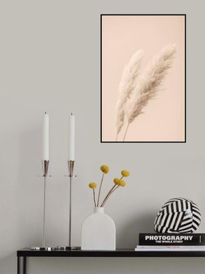 Pampas Grass Begie 15
