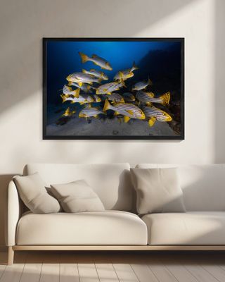 Underwater photography-Indian ocean sweetlips