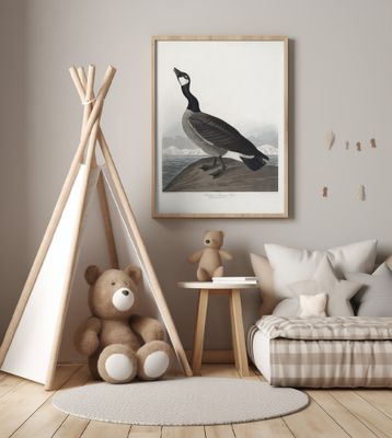 Hutchins's Barnacle Goose From Birds of America (1827)