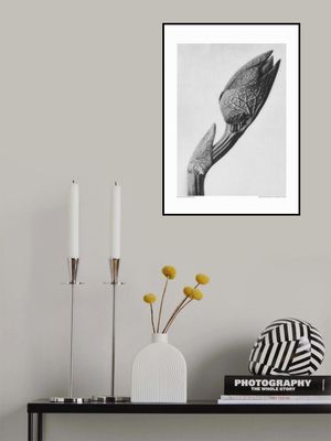 Aristolochia clematitis