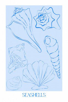 Seashells