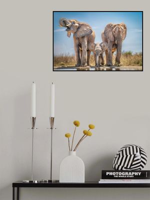 Eye level pachyderms