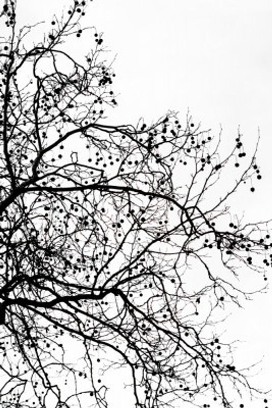 Winter Silhouettes 5