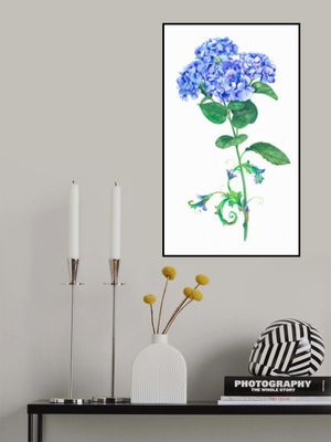 Blue Hydrangea Bloom