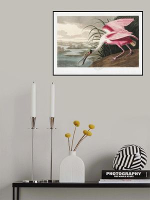 Roseate Spoonbill From Birds of America (1827)