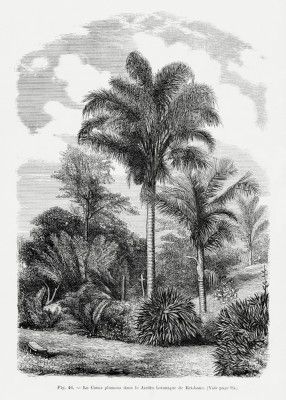Vintage Palm Tree Drawing Vi