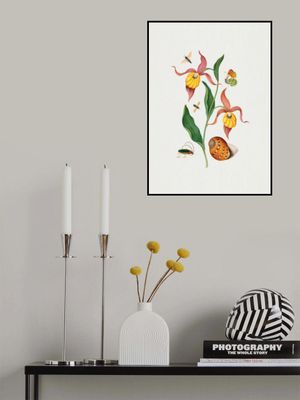 Lady's slipper orchid