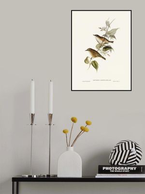 White Breasted Zosterops