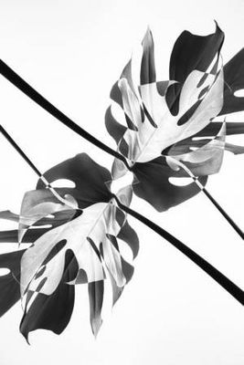 Monstera Kaleidoscope 03