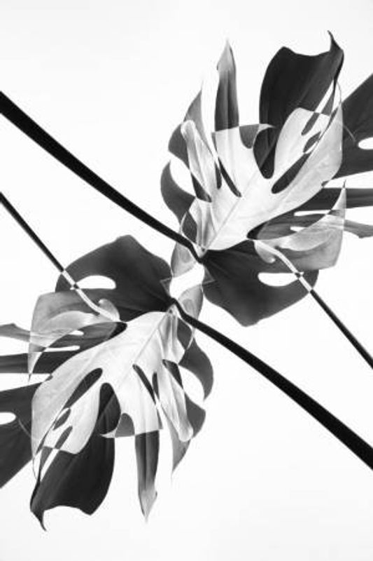 Monstera Kaleidoscope 03