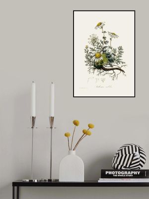 Chamomile (anthemis Nobilis) Medical Botany