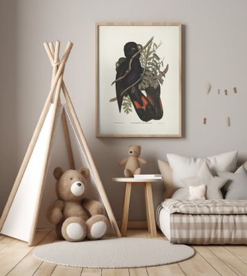 Western Black Cockatoo