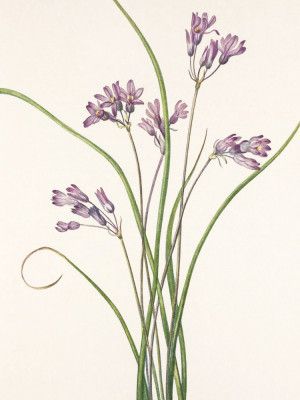 Wild Hyacinth From North American Wildflowers (1925) By Mary Vaux Walcott