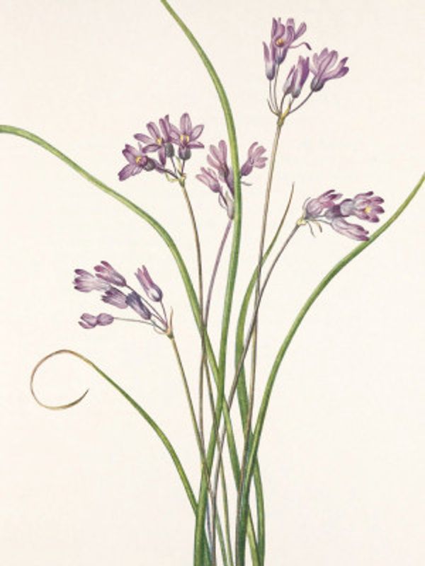 Wild Hyacinth From North American Wildflowers (1925) By Mary Vaux Walcott