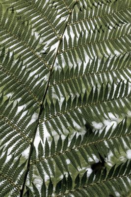 Lush Green Fern