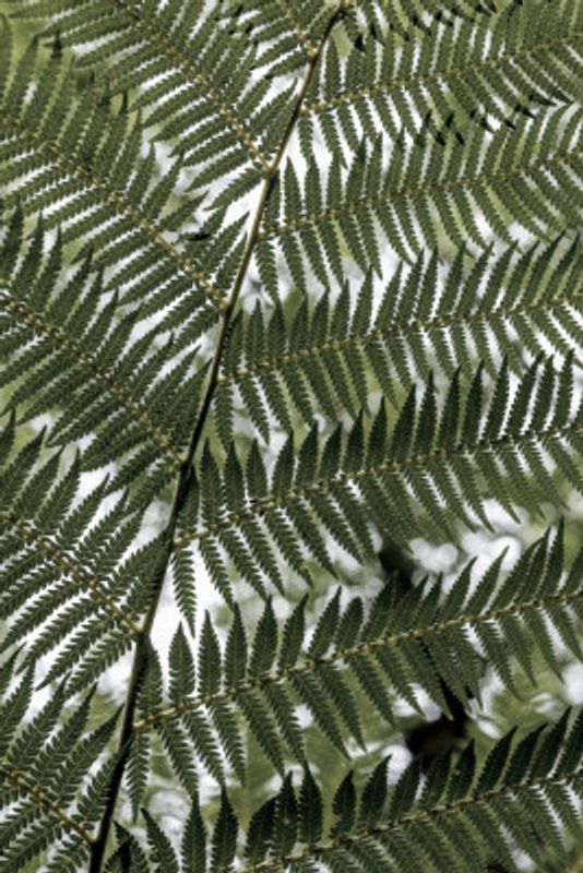 Lush Green Fern