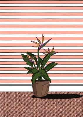 Bird Of Paradise Flower