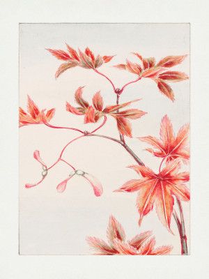 Branch of Momiji Maple Tree With Leaves and Seeds During 1870–1880