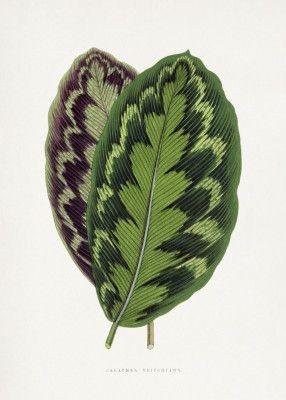 Calathea Veitchiana Leaf Illustration