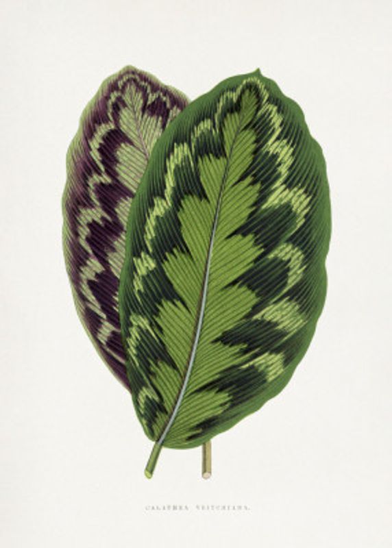 Calathea Veitchiana Leaf Illustration