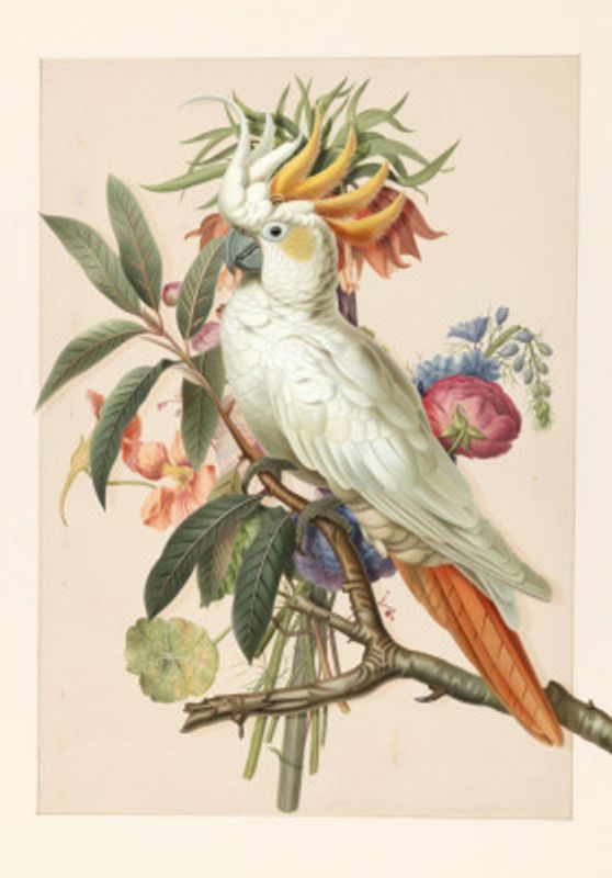 Henriëtta’s Bird