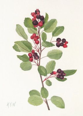 Saskatoon From North American Wildflowers (1925) By Mary Vaux Walcott