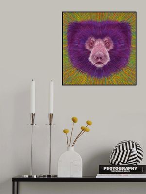 Animal Face   Sloth Bear