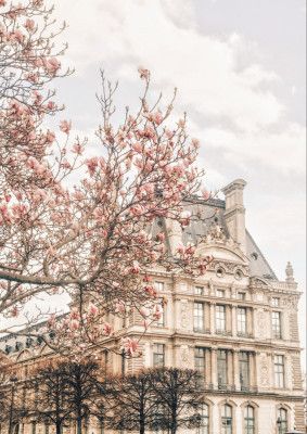 Magnoliaparis Ratioiso