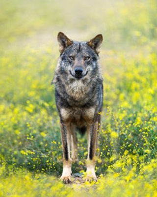 Iberian Wolf